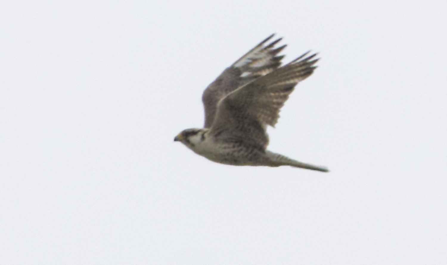 Lanner Falcon